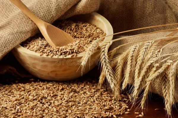 Wheat