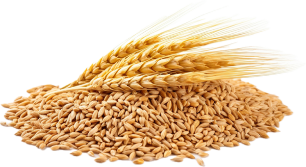 Wheat