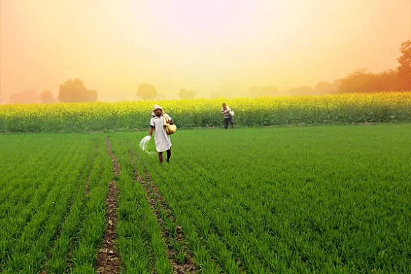Rice