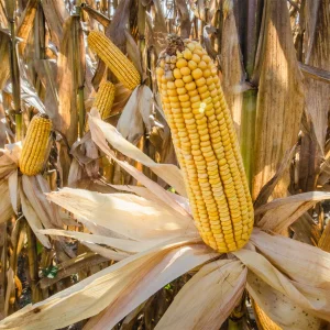 Corn Crops