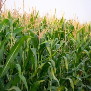 Corn Crops