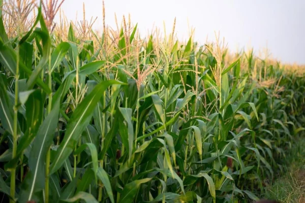 Corn Crops